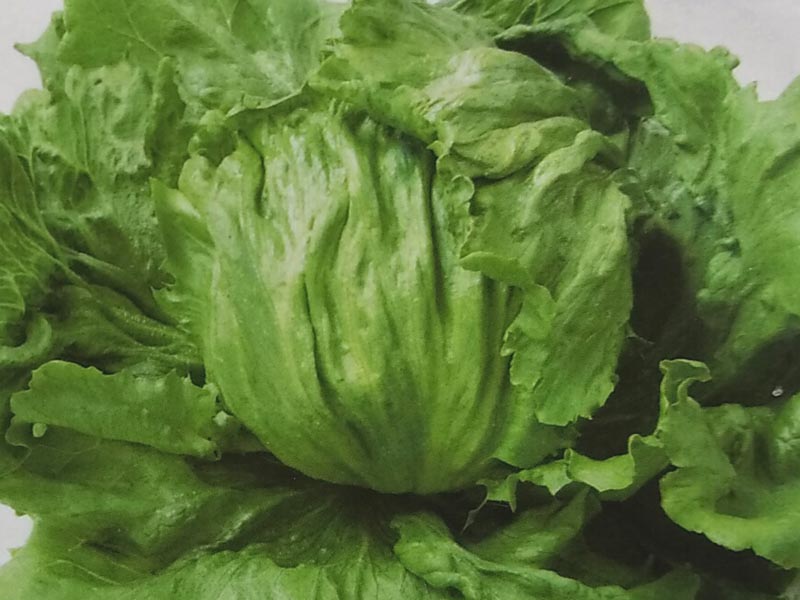 レタス種 パワースイープ ペレット種子 5000粒 栽培用 種子 チシャ 苣 生産者向け サカタ 農林水産省登録品種 品種名 訳ありセール格安 レタス種 パワースイープ ペレット種子 5000粒 栽培用 種子 チシャ 苣 生産者向け サカタ 農林水産省登録品種 品種名 訳ありセール格安