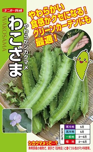 ※新種2026年1月～2月頃入荷予定を組むシカクマメ種【 わこさま 】ナント種苗