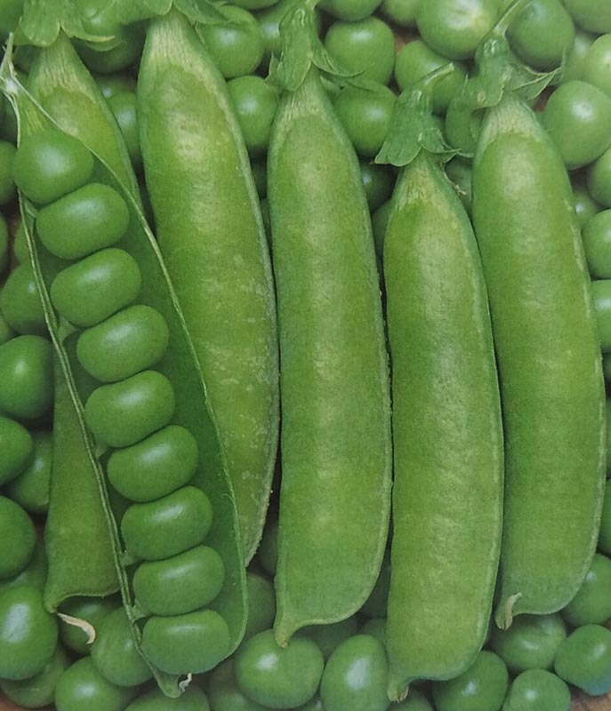 エンドウマメ種ウスイ 1l 栽培用 種子 グリーンピース 生産者向け タキイ Lindnercapital Com