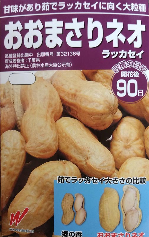 F1冬どり三浦[大根] - e-種や｜国内最大級の野菜種・花種・苗