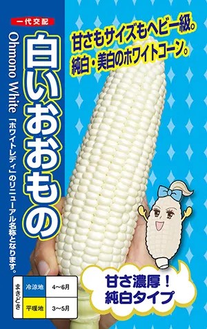 ※新種12月先へ入荷予定を組む玉蜀黍種【 真っ白いおお其の儀 】ナント種苗