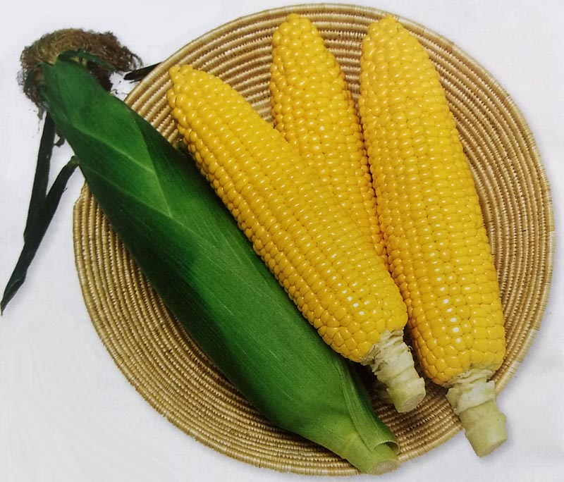 楽天市場】〈1kg・20kg〉トウモロコシ種【 ロイヤルデントTX1235