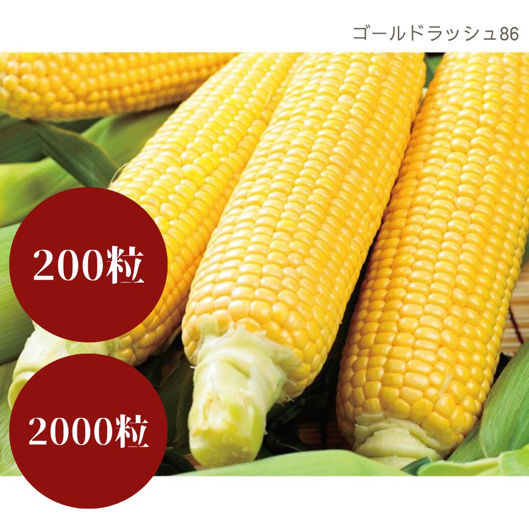 ※新種2026年1月以後入荷予定を組む唐きび種【 ゴールド混雑時86 】サカタのタネ