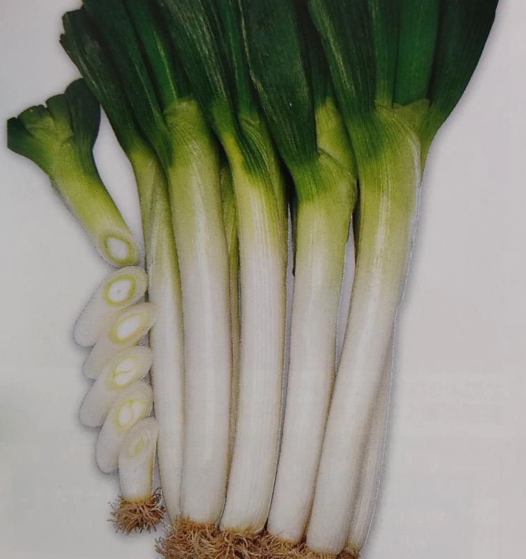 ぐれたく　ネギ種子10袋 葱（ネギ） - e-種や｜国内最大級の野菜種・花種・苗・農業資材の販売店