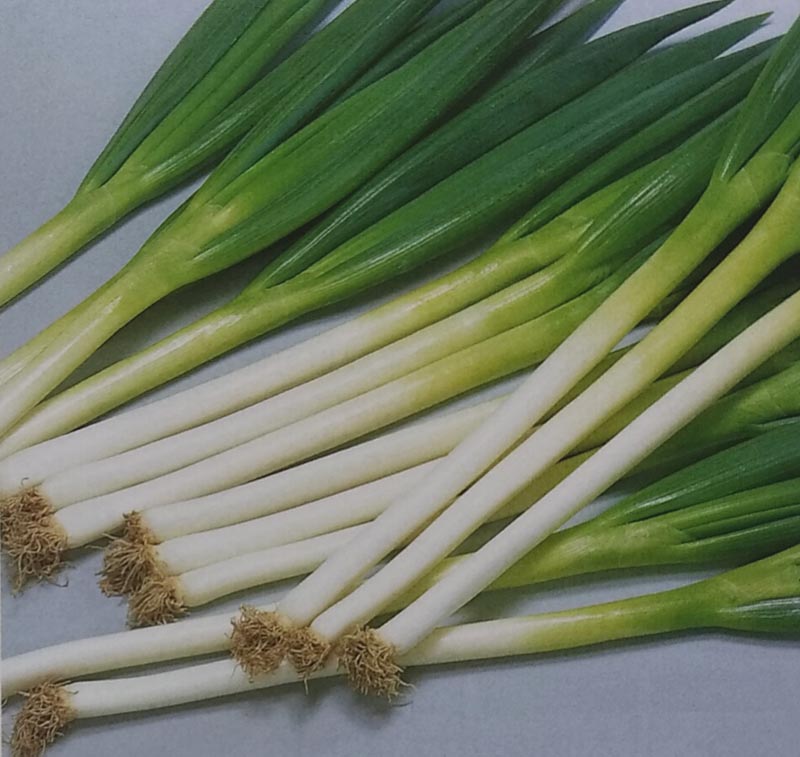 楽天市場】〈小袋・20ml・1dL・コート5000粒〉ネギ種【 F1羽緑一本太