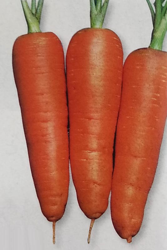 楽天市場】野菜種子 ニンジン「新黒田五寸」9ml／20ml／50ml／1dl／2dl