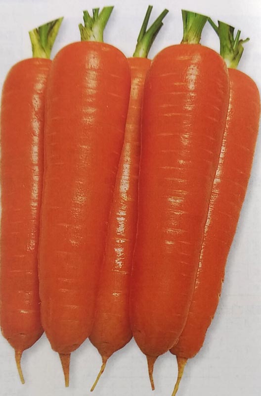 ニンジン種【　陽明五寸　】ペレット種子 1万粒 （栽培用 種子 にんじん 人参 生産者向け タキイ）