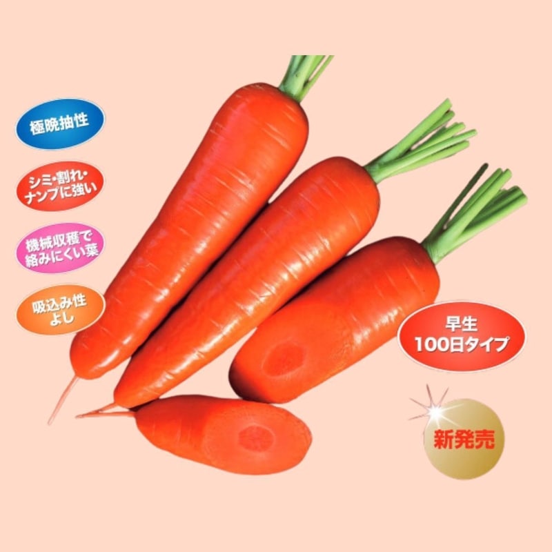 ニンジン種【　萌うさぎ 　】コート1万粒　ナント種苗