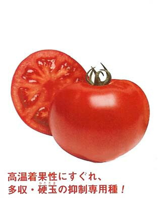 〈1000粒・厚地の外套1000粒〉赤ナス種【 桃太郎グランデ 】タキイ種苗 種子-花・ガーデン・DIY-ガーデニング・農業