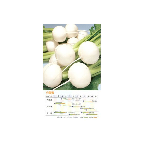 小僧種【 F1サラダ菜小僧豊味 】2dL （作りだす用 内果皮 かぶ 蕪 トーホク）