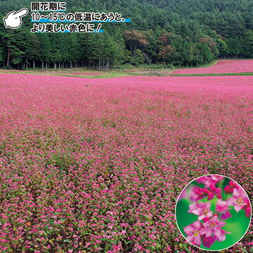 赤花目の前種【 高嶺ルビーNeo 】タキイ種苗 1キログラム