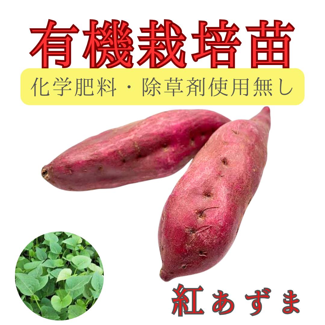 楽天市場】【お届け日指定OK】【予約販売】【2026年発送】※有機栽培 