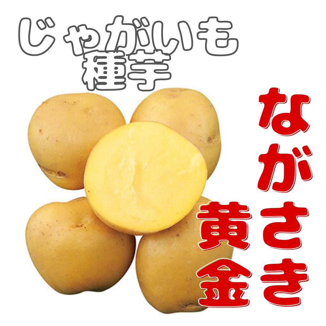 楽天市場】アイマサリ じゃがいも 種芋 1キロ 秋植え 馬鈴薯