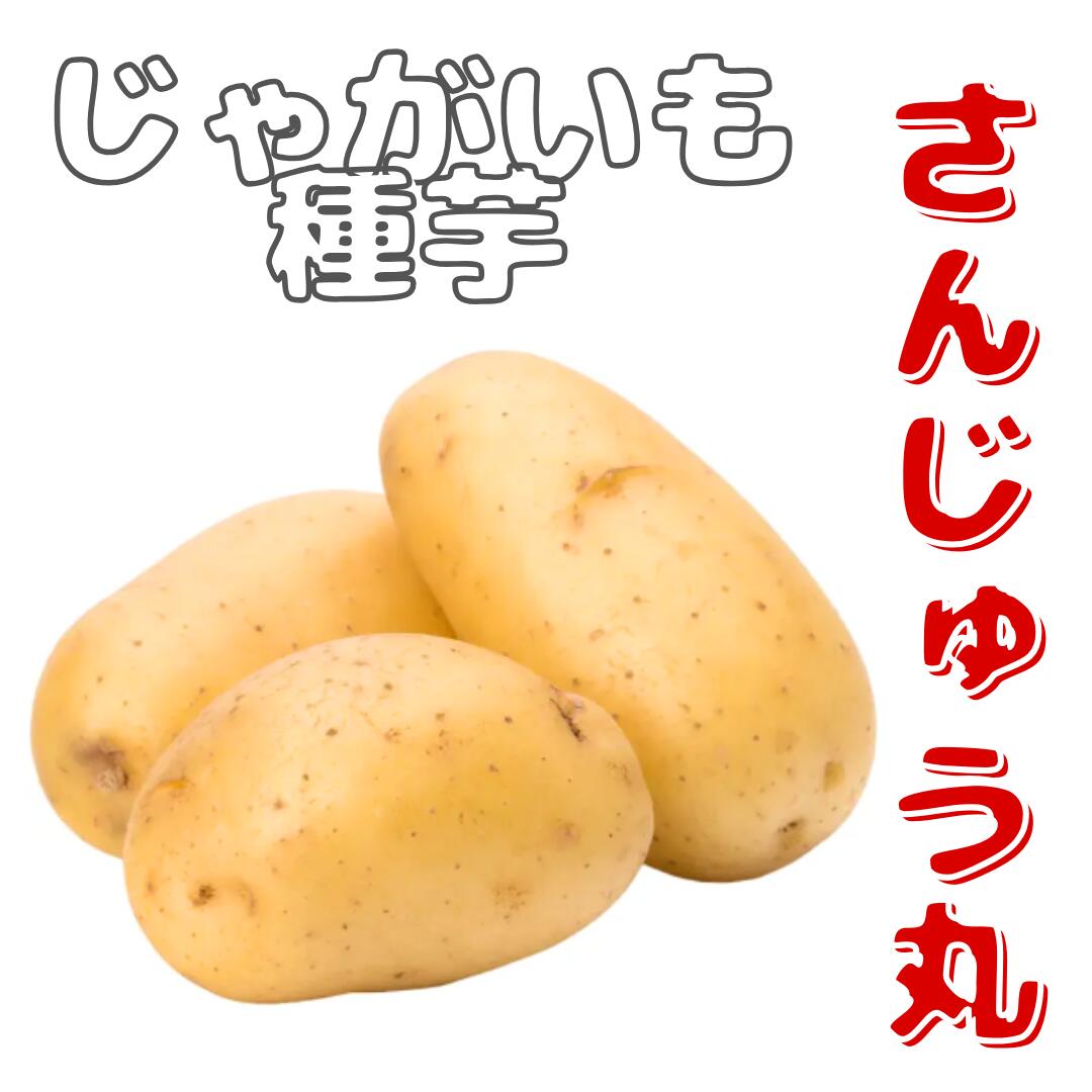 楽天市場】7年産 さんじゅうまる じゃがいも種芋 1キロ 秋植え用