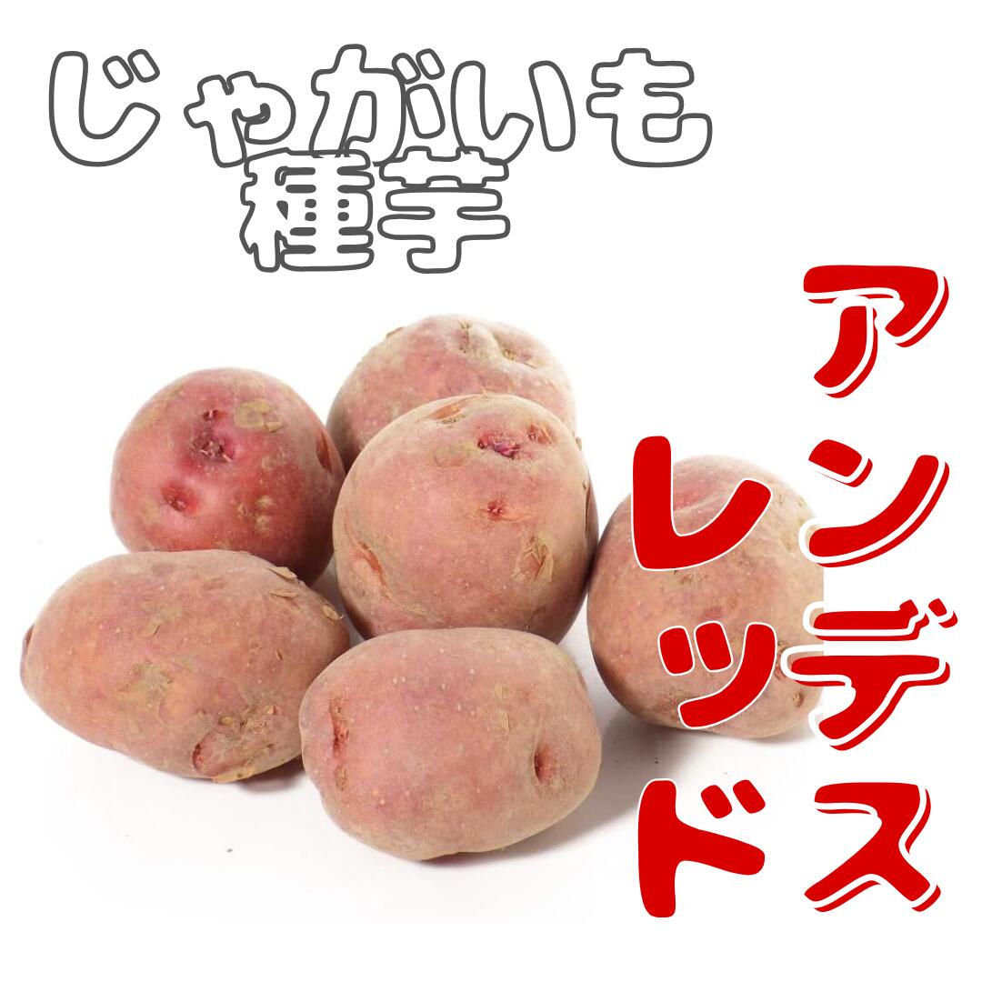 楽天市場】予約 品薄＼マツコの知らない世界で特集／秋植え