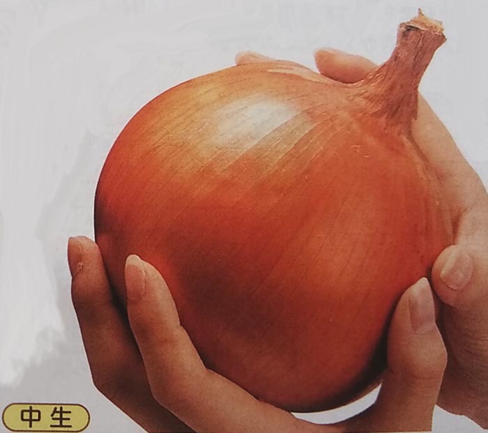 楽天市場】タマネギ種【 ジェットスター 】 ナント種苗 : みつのぶ