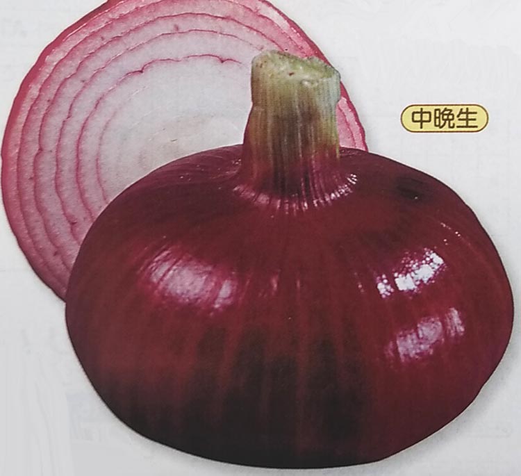楽天市場】※8月上旬発送予定※タマネギ種【 レッドアロー 】20ml （栽培