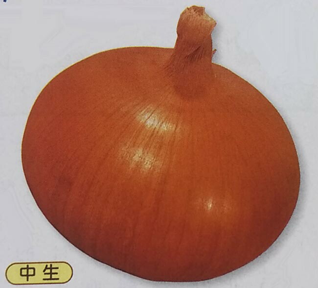 タマネギ種【　O・L黄　】2dL （栽培用 種子 たまねぎ 玉ねぎ 玉ネギ 玉葱 生産者向け タキイ）