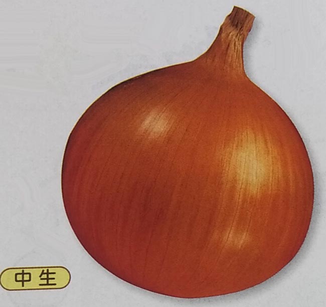 楽天市場】たまねぎ 【タキイ交配 O・K黄玉ねぎ】 種・小袋