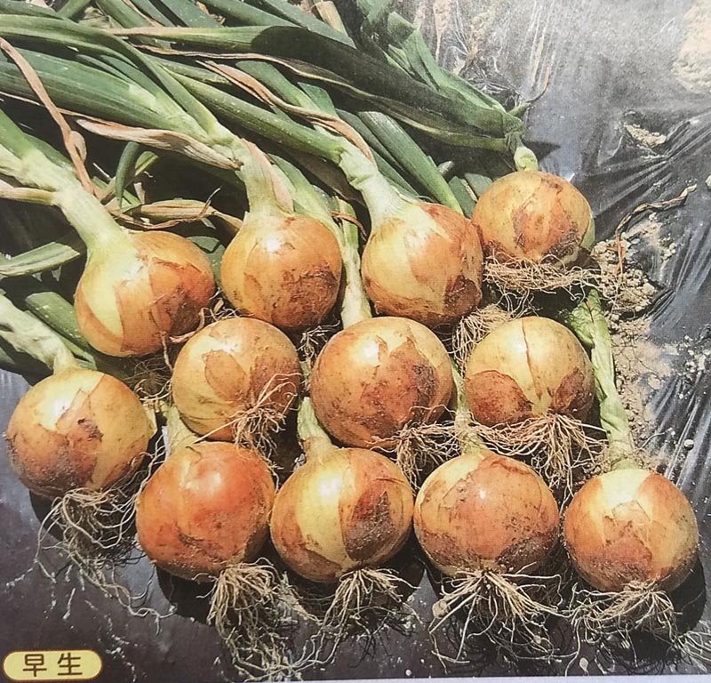 merkun　七宝早生７号　1200本 楽天市場】※8月以降入荷予定タマネギ種【 七宝早生七号 】100g