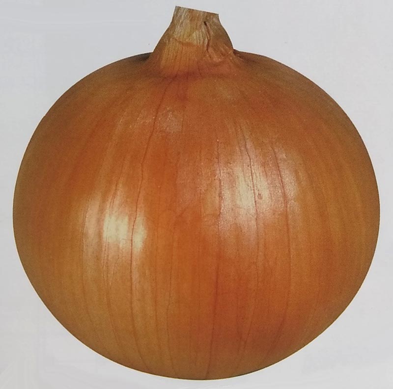 楽天市場】タマネギ種【 ジェットスター 】 ナント種苗 : みつ