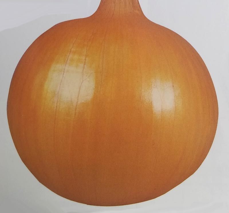 楽天市場】※8月以降入荷予定タマネギ種【 七宝早生七号 】100g