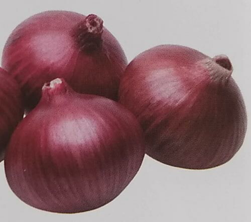 楽天市場】※8月上旬発送予定※タマネギ種【 レッドアロー 】20ml （栽培