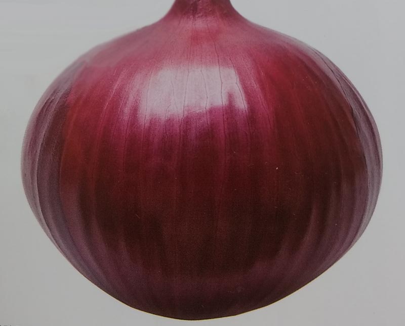 楽天市場】タマネギ種【 ジェットスター 】 ナント種苗 : みつのぶ