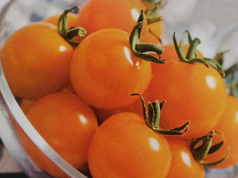 プチトマト様 ミニトマトシリーズ エフピコチューパ トレー・パック 【通販