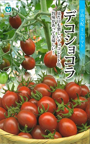 ミニトマト種【　デコショコラ　】（栽培用 種子 丸種 ）