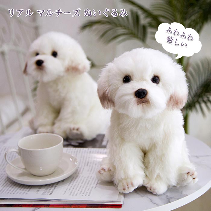 楽天市場】【送料無料】ぬいぐるみ 犬 マルチーズ 犬ぬいぐるみ