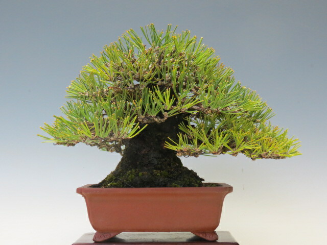 まめ ミニ 盆栽黒松-2 山野草の石田精華園 / 【現品】 豆盆栽 黒松 2鉢 (No.2825) 【松柏盆栽