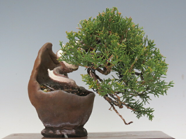 盆栽 真柏 （糸魚川）【ミニ盆栽 小品盆栽 松柏盆栽 人気商品 代引手数料無料 】 盆栽専門店 三浦培樹園｜盆栽専門店 三浦培樹園