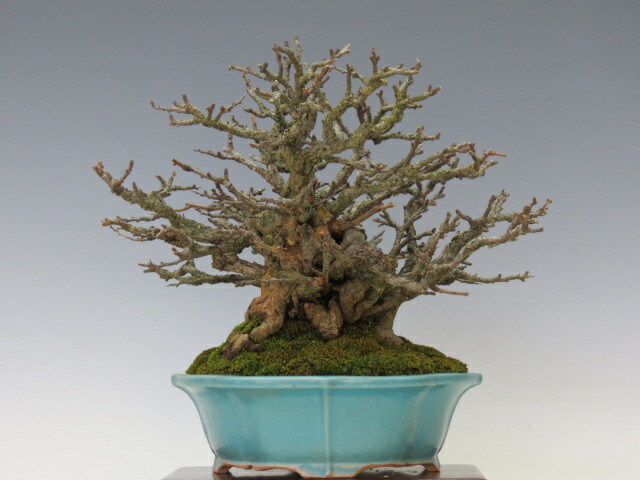 楽天市場 盆栽 土佐水木 ミニ盆栽 小品盆栽 花物盆栽 人気商品 送料 代引手数料無料 盆栽専門店 三浦培樹園 盆栽専門店 三浦培樹園