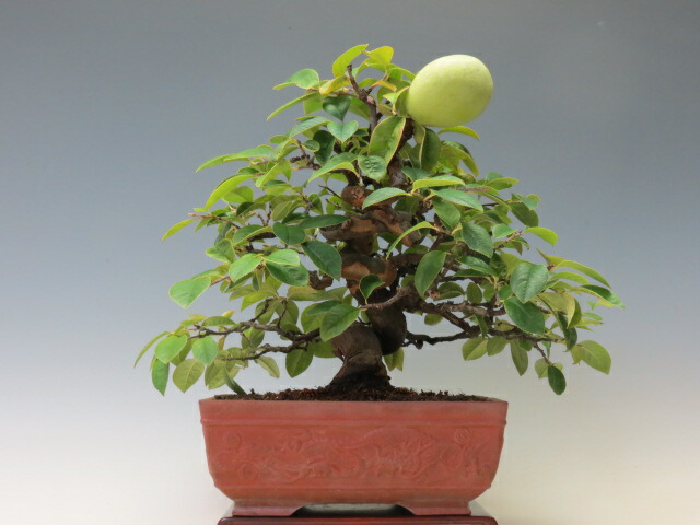 楽天市場】盆栽 鈴梨【ミニ盆栽 小品盆栽 実物盆栽 人気商品 代引