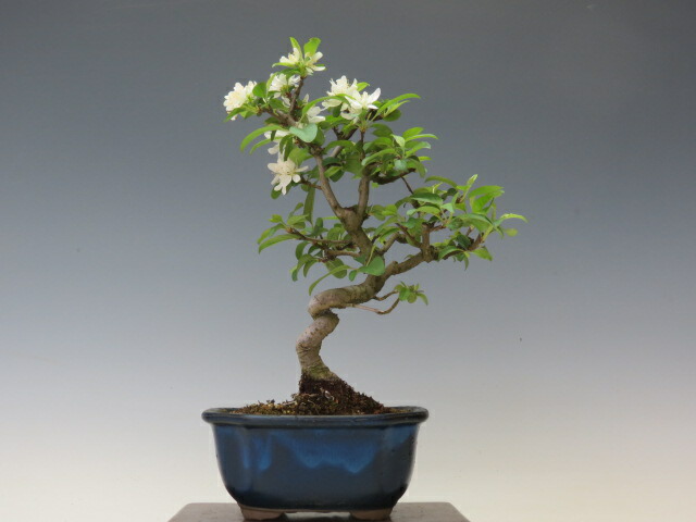 ★★★小品盆栽材料“深山海棠吹き流し模様木＞太幹古木”優良盆栽素材★★★　　　　　 盆栽 深山海棠 ミニ盆栽 小品盆栽 実物盆栽 人気商品 代引