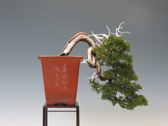 楽天市場】盆栽 真柏 （糸魚川）【ミニ盆栽 小品盆栽 松柏盆栽