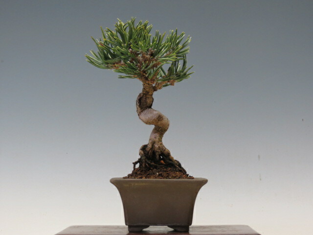 楽天市場】【現品】 豆盆栽 黒松 2鉢（No.2825） 【松柏盆栽】【ミニ