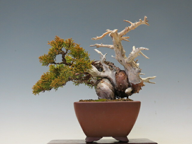【中品　糸魚川真柏盆栽】　　⭕展示会仕様品❗値引き不可 高級盆栽販売の盆栽.com / 糸魚川真柏