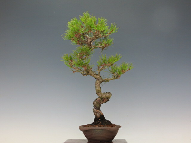 【大品　赤松盆栽】売約済　　　　⭕9/9到着指定、専用❗ 楽天市場】盆栽 特選：赤松（アカマツ）*現品あかまつ Akamatsu bonsai