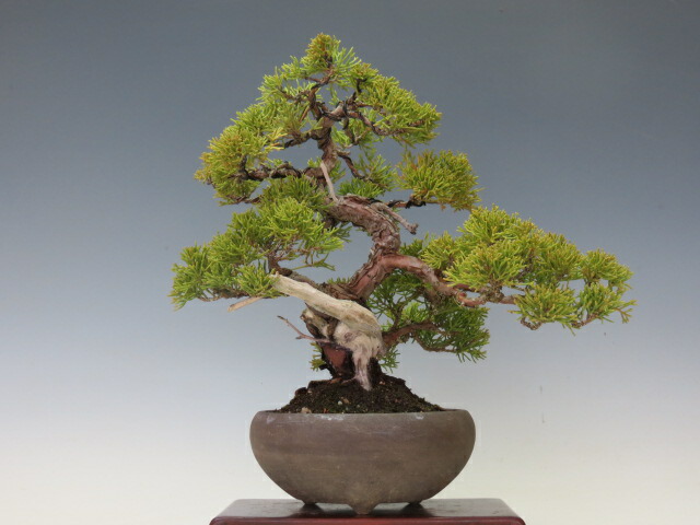 盆栽 真柏 (糸魚川)【ミニ盆栽 小品盆栽 松柏盆栽 人気商品 代引手数料無料 】 盆栽専門店 三浦培樹園|盆栽専門店 三浦培樹園