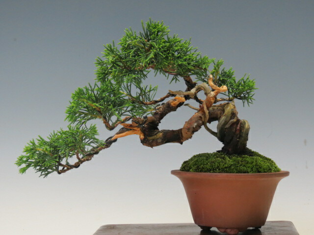 楽天市場】盆栽 真柏 樹齢25年 高級 一点物 糸魚川真柏【最高峰品質