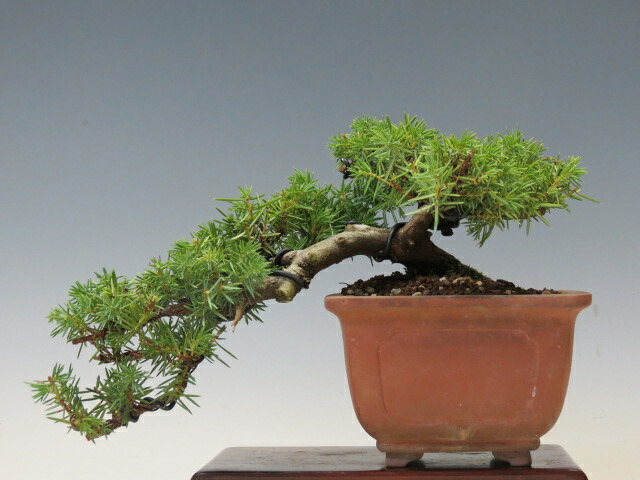 楽天市場】盆栽 杜松 伊達誉 トショウ 小品盆栽 ミニ盆栽 松柏 盆栽