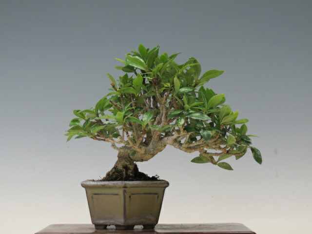 楽天市場】盆栽 特選：実成梔子(くちなし) 現品*クチナシ Rubiaceae