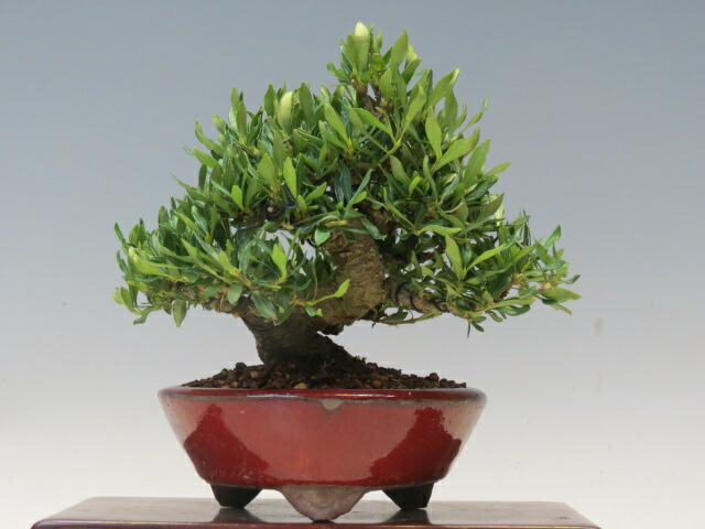 中程度の高さの盆栽ブナ 富士ブナの盆栽を販売｜盆栽妙 – 盆栽妙 本店