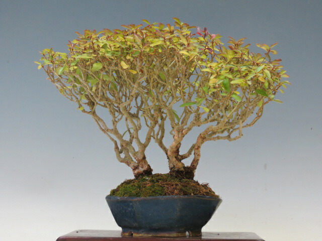 盆栽　イボタ　樹高56cm イボタ 盆栽 ( Sageretia theezans ) – GreenYa