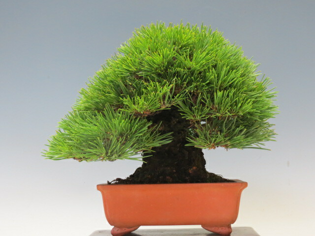 楽天市場】盆栽 黒松【ミニ盆栽 小品盆栽 松柏盆栽 人気商品 代引