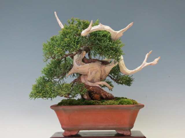 楽天市場】盆栽 真柏 樹齢25年 高級 一点物 糸魚川真柏【最高峰品質