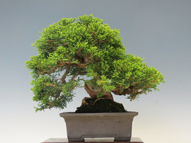 盆栽 真柏 (糸魚川)【ミニ盆栽 小品盆栽 松柏盆栽 人気商品 代引手数料無料 】 盆栽専門店 三浦培樹園|盆栽専門店 三浦培樹園