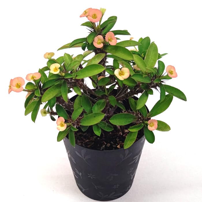 楽天市場】ユーフォルビア 花キリン ハナキリン 3.5号 10.5cm プラ鉢